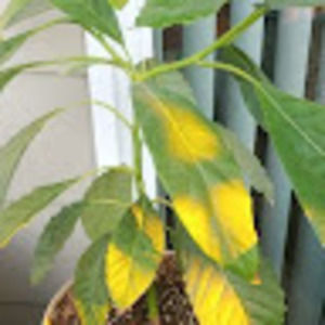 Meet your Posher, Bonnie